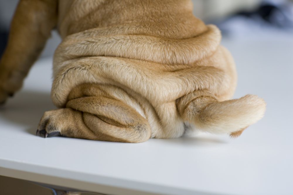 Shar Pei Popo