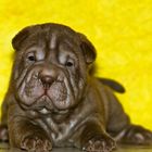 shar-pei puppy