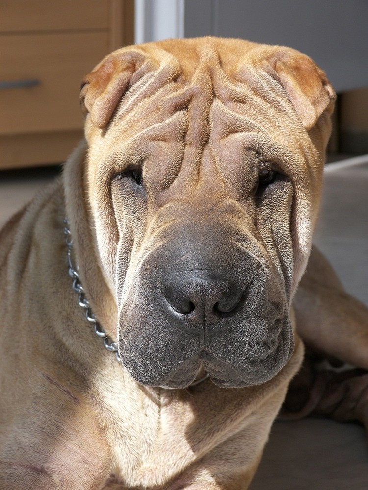 Shar Pei Rufus