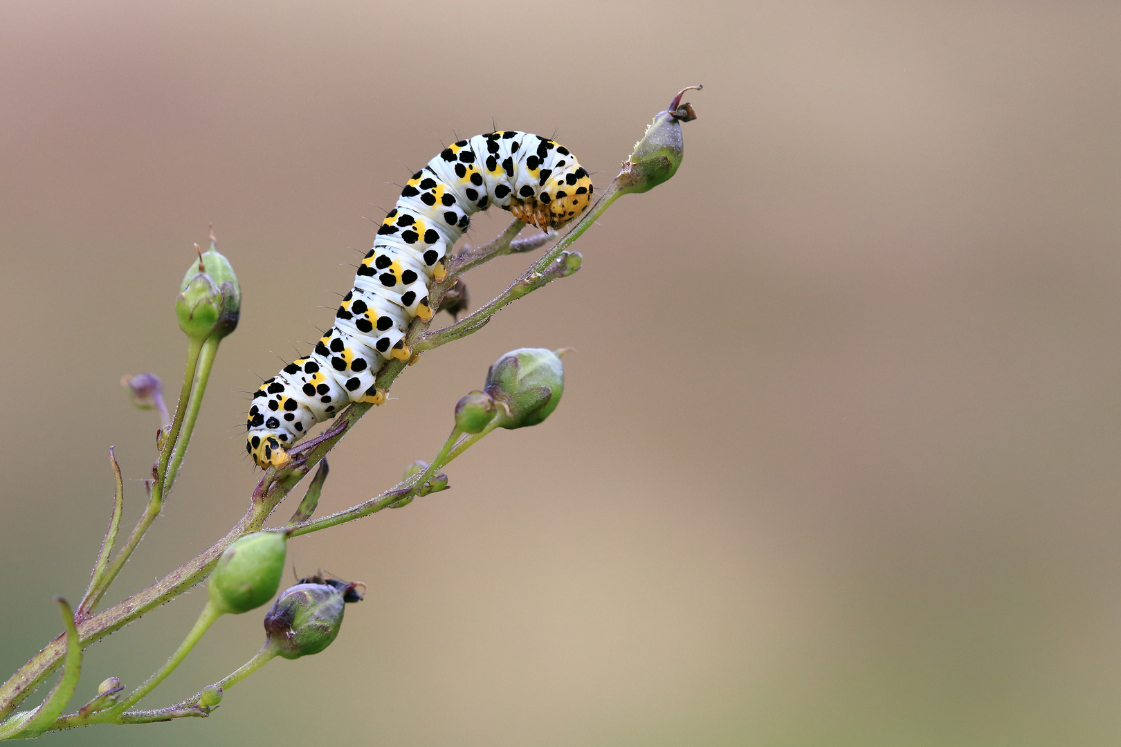 Shargacucullia scrophulariae