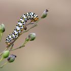 Shargacucullia scrophulariae