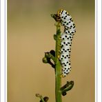 Shargacucullia scrophulariae ...