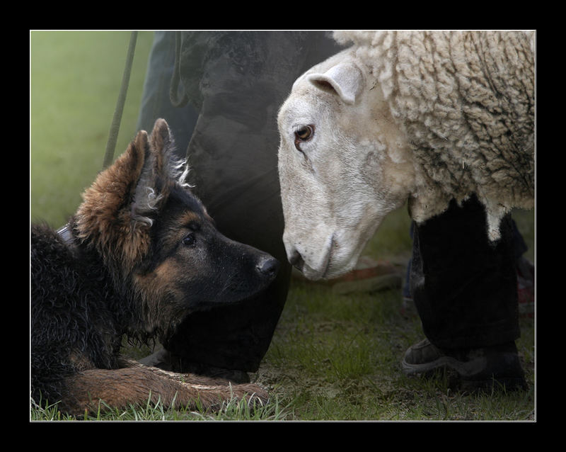 shari und die begegnung der anderen art...