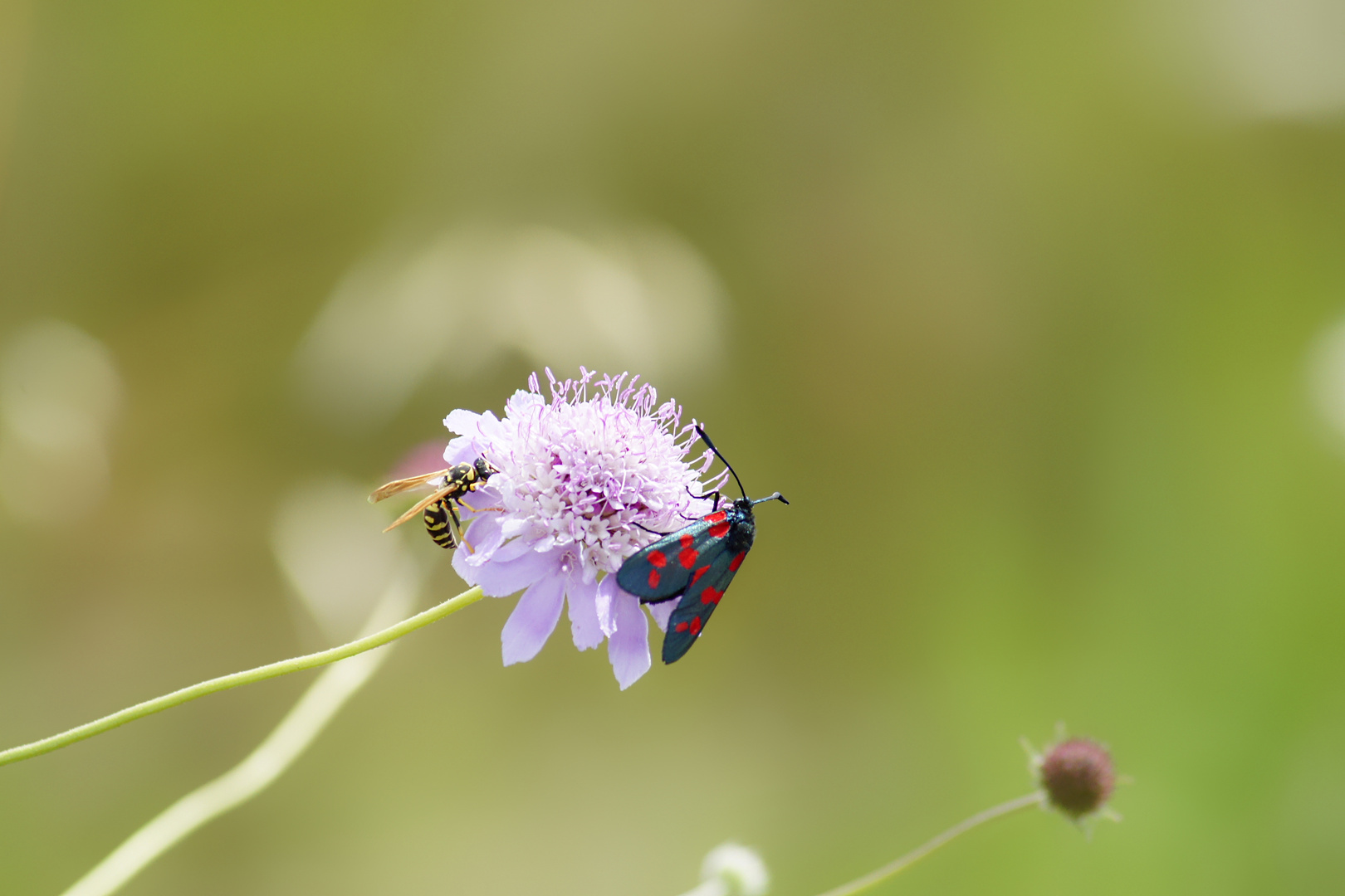 Sharing food on Scabiosa maritima