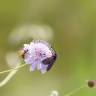 Sharing food on Scabiosa maritima