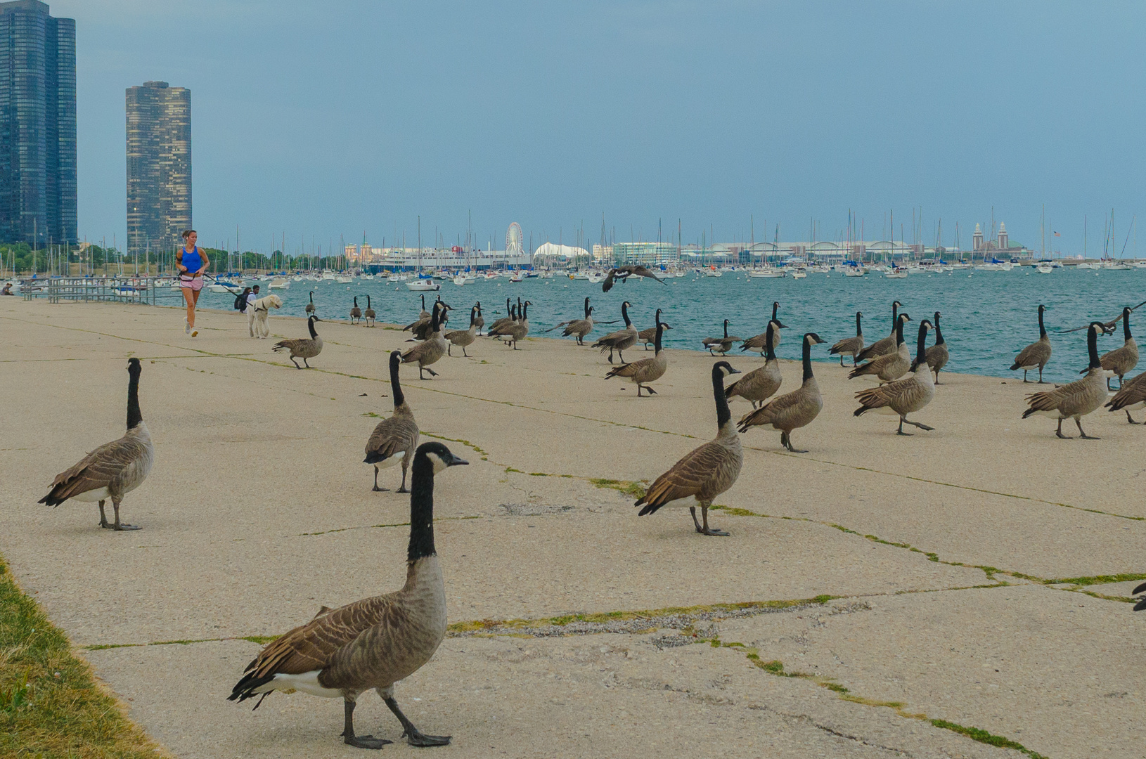 sharing life in Chicago