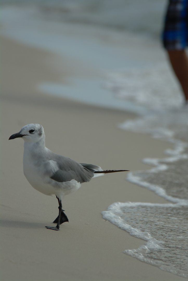 Sharing the Beach