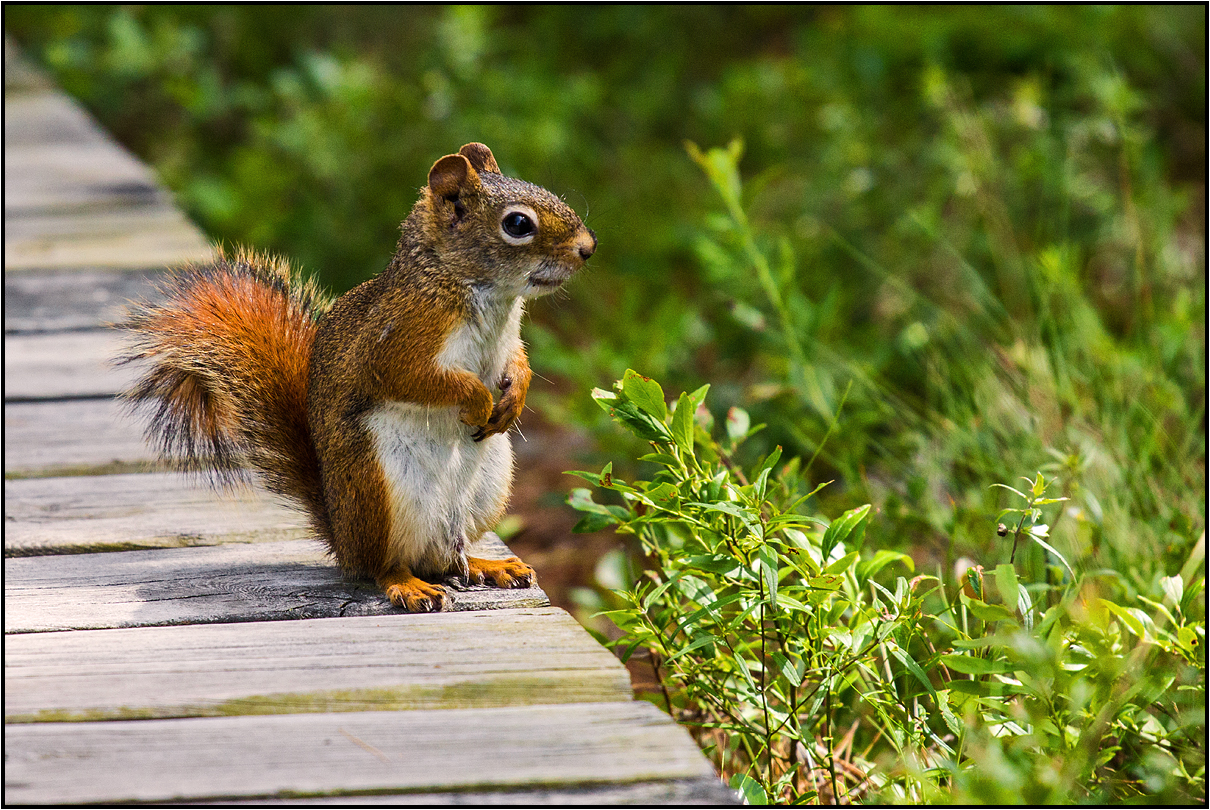 sharing the boardwalk