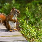 sharing the boardwalk