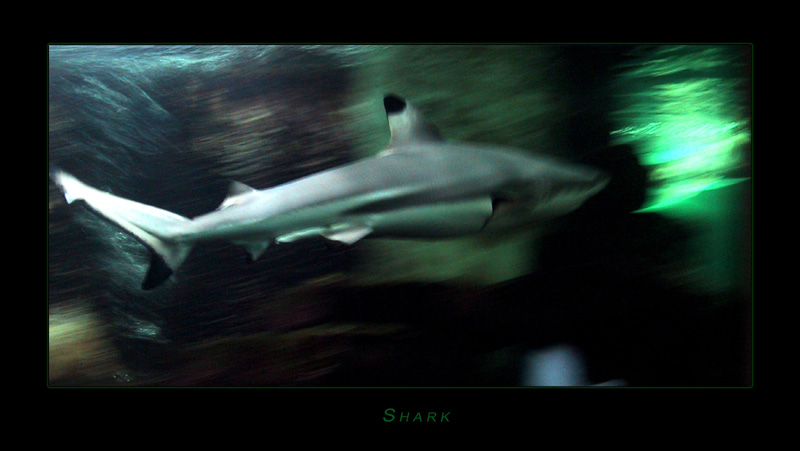 Shark