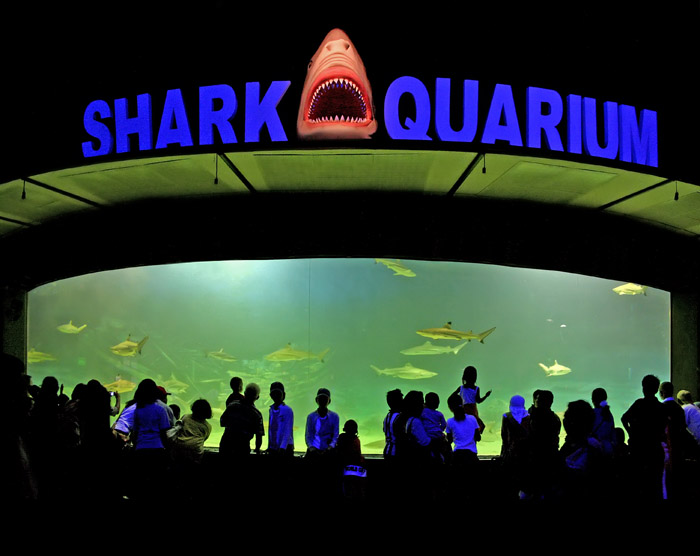 Shark Aquarium