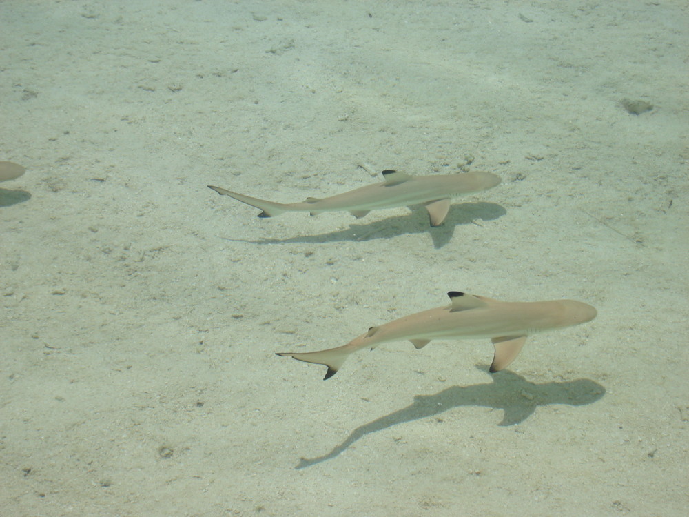 Shark auf Sun Island