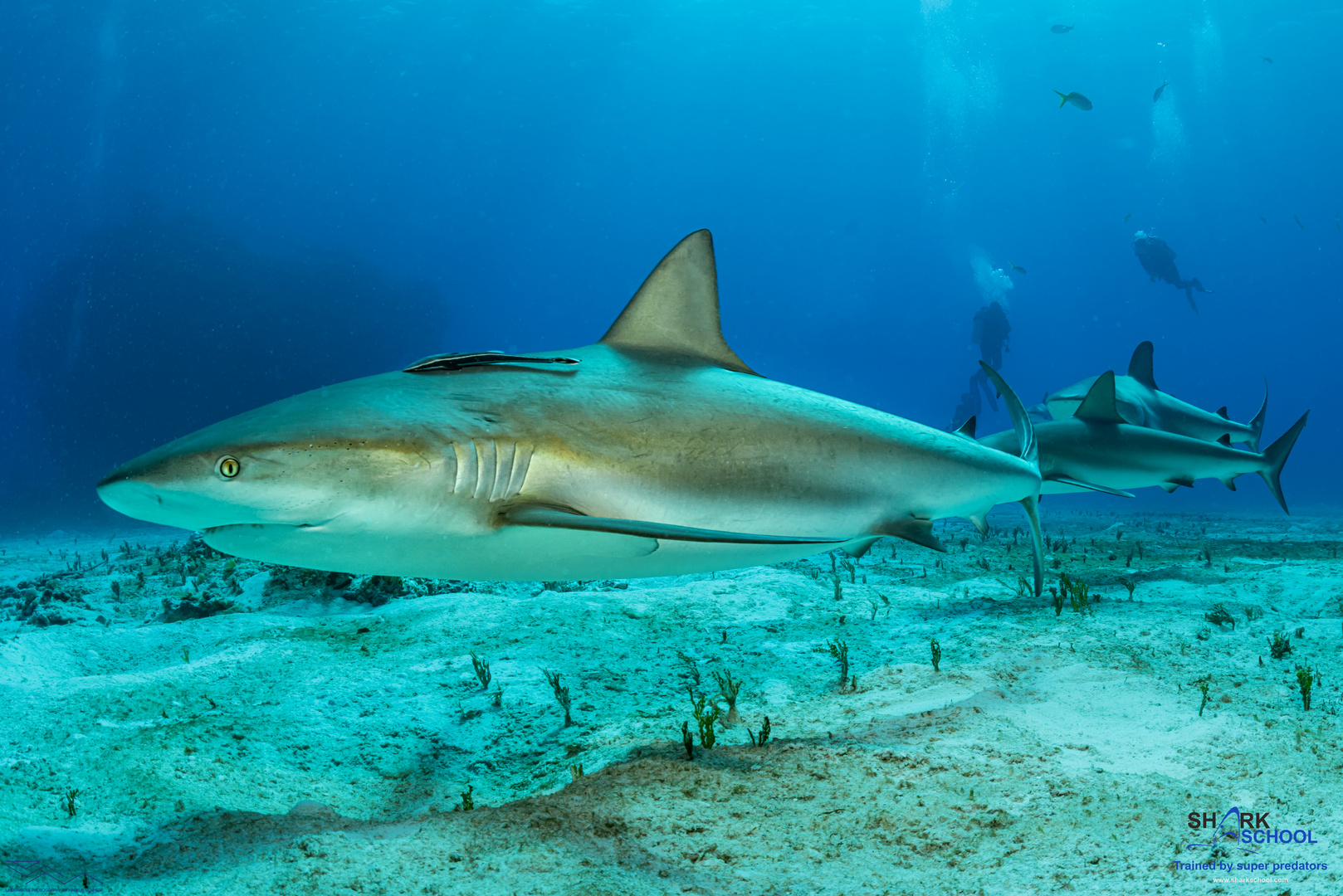 Shark City Bahamas