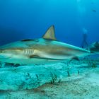 Shark City Bahamas