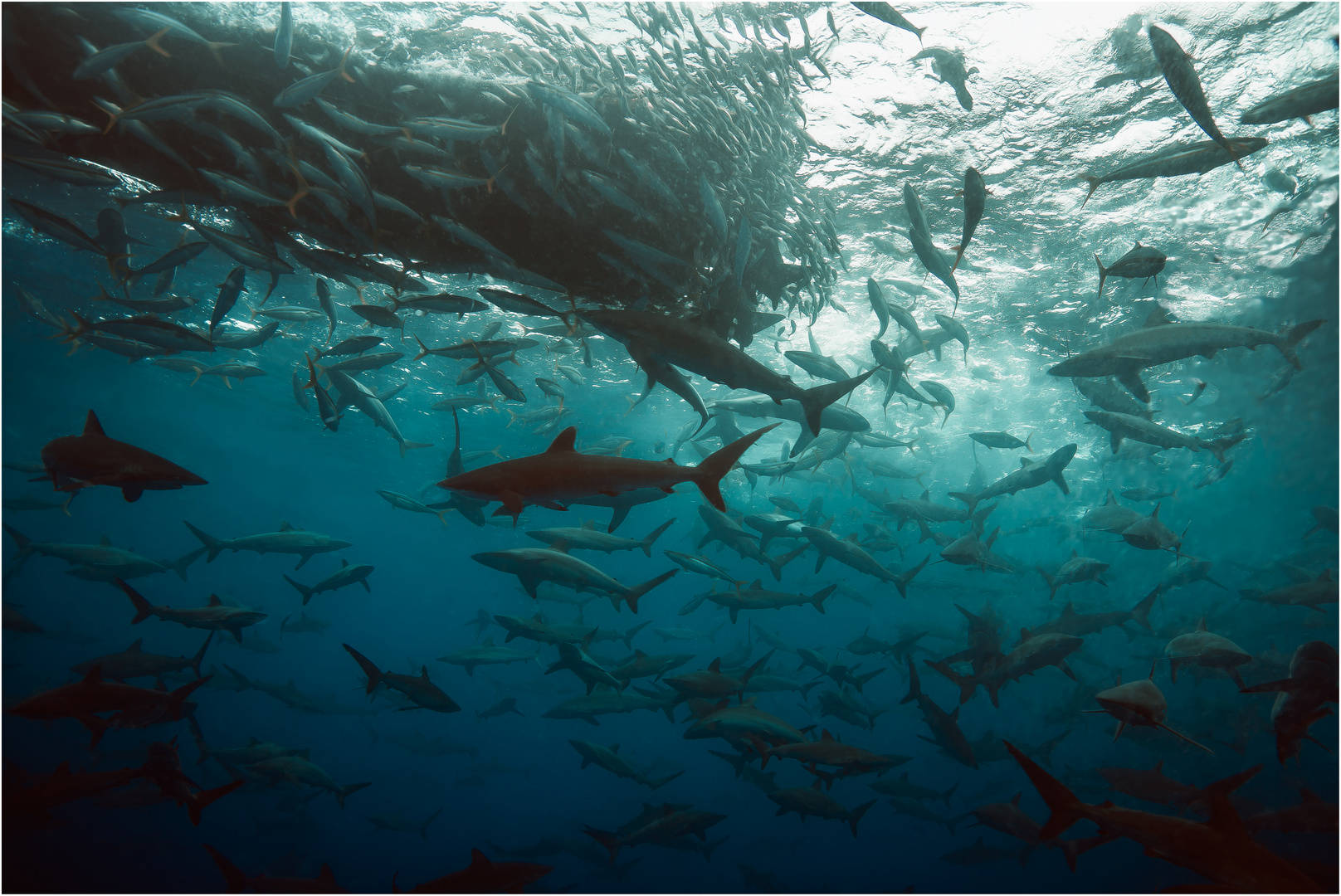 Shark Feast