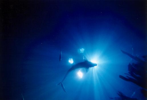 Shark In Deep Blue