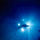 Shark In Deep Blue