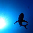 shark silhouette