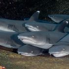 Shark Stack