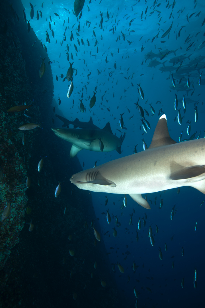 Shark Traffic