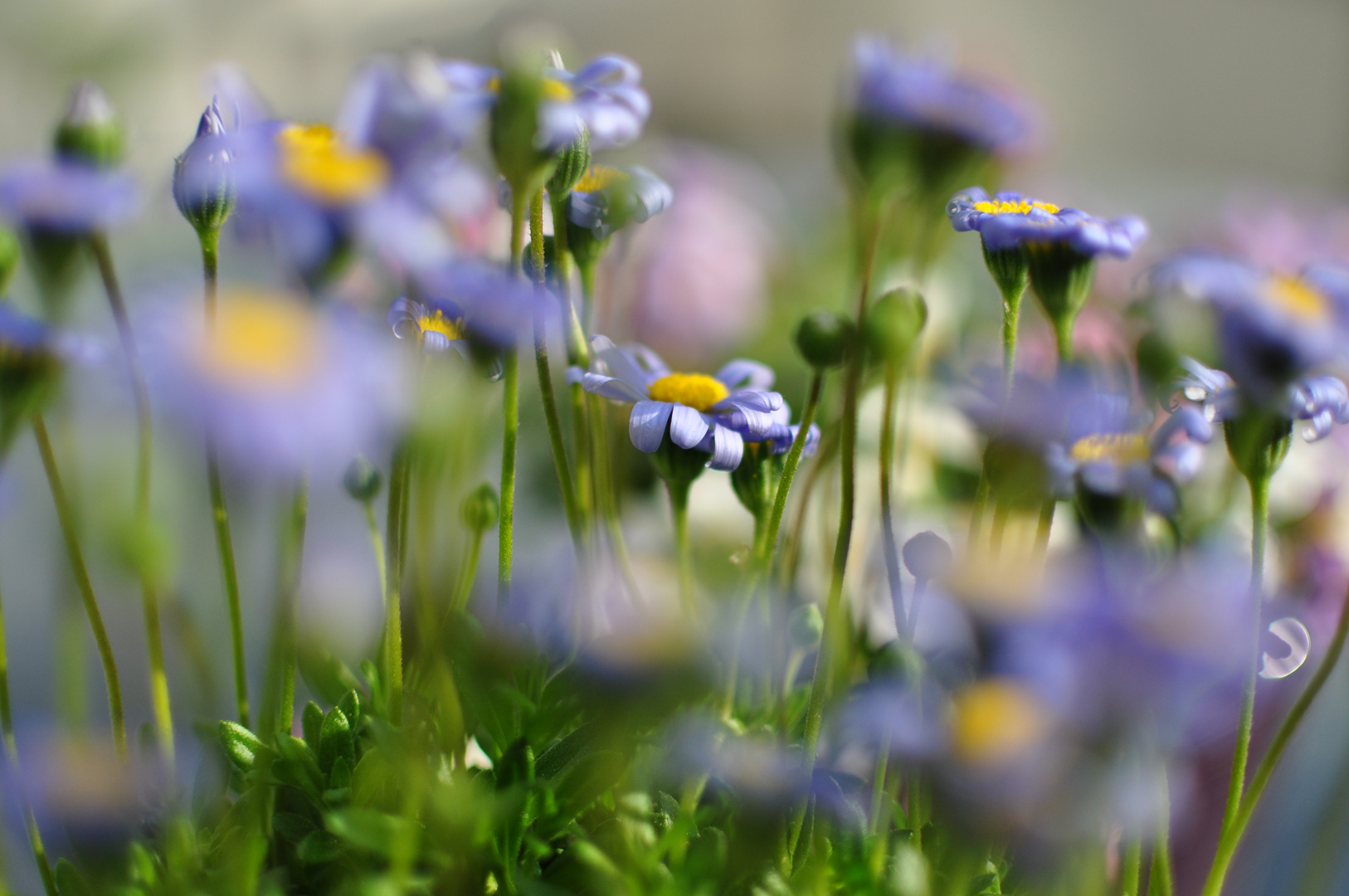 Sharp flower