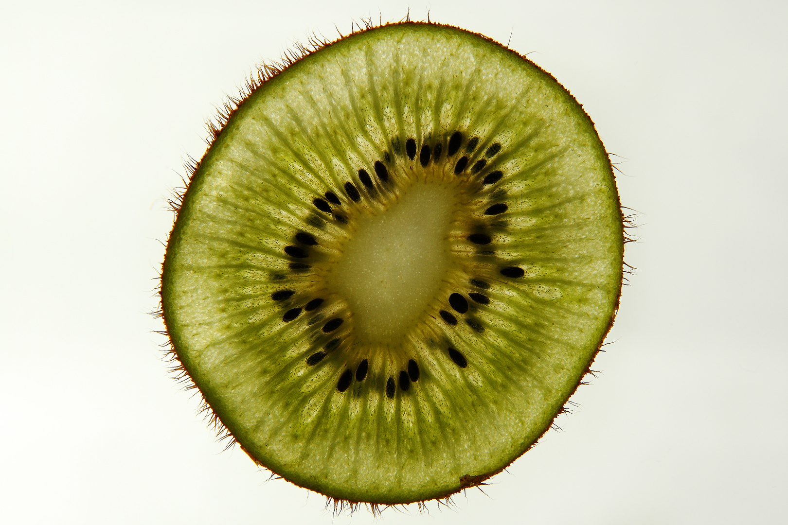 sharp kiwi