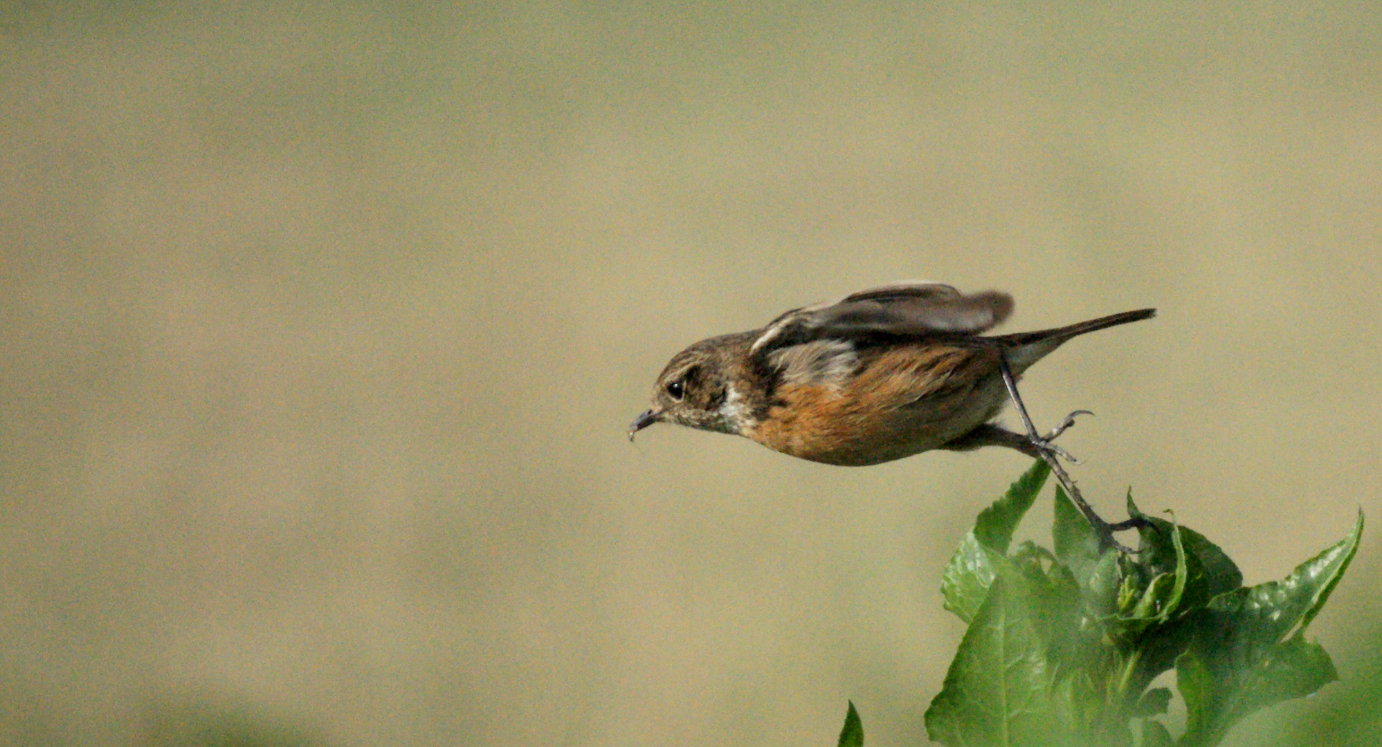 Sharp Little Bird