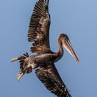 Sharp pelican cornering ...