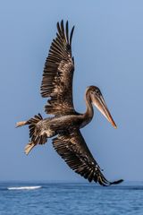 Sharp pelican cornering ...