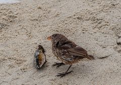 Sharp_Beaked Ground Finch.                 DSC_0206-2
