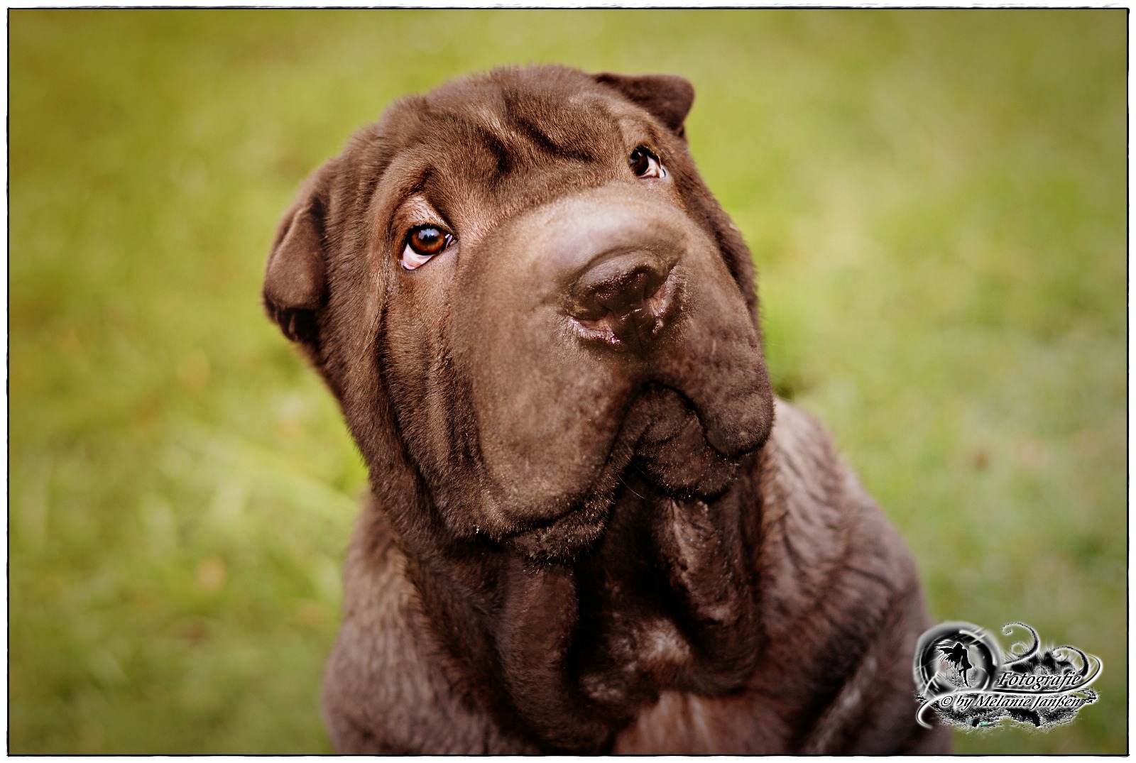 Sharpei