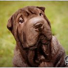 Sharpei