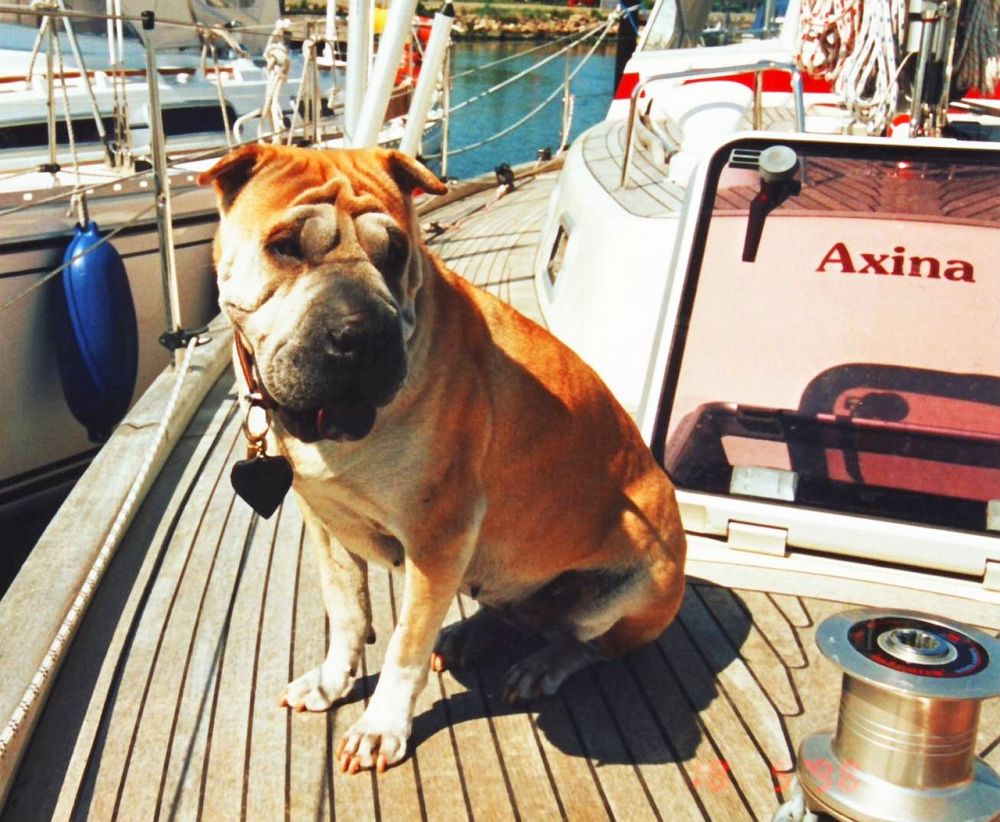 Sharpei auf Najad Schiff