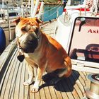 Sharpei auf Najad Schiff