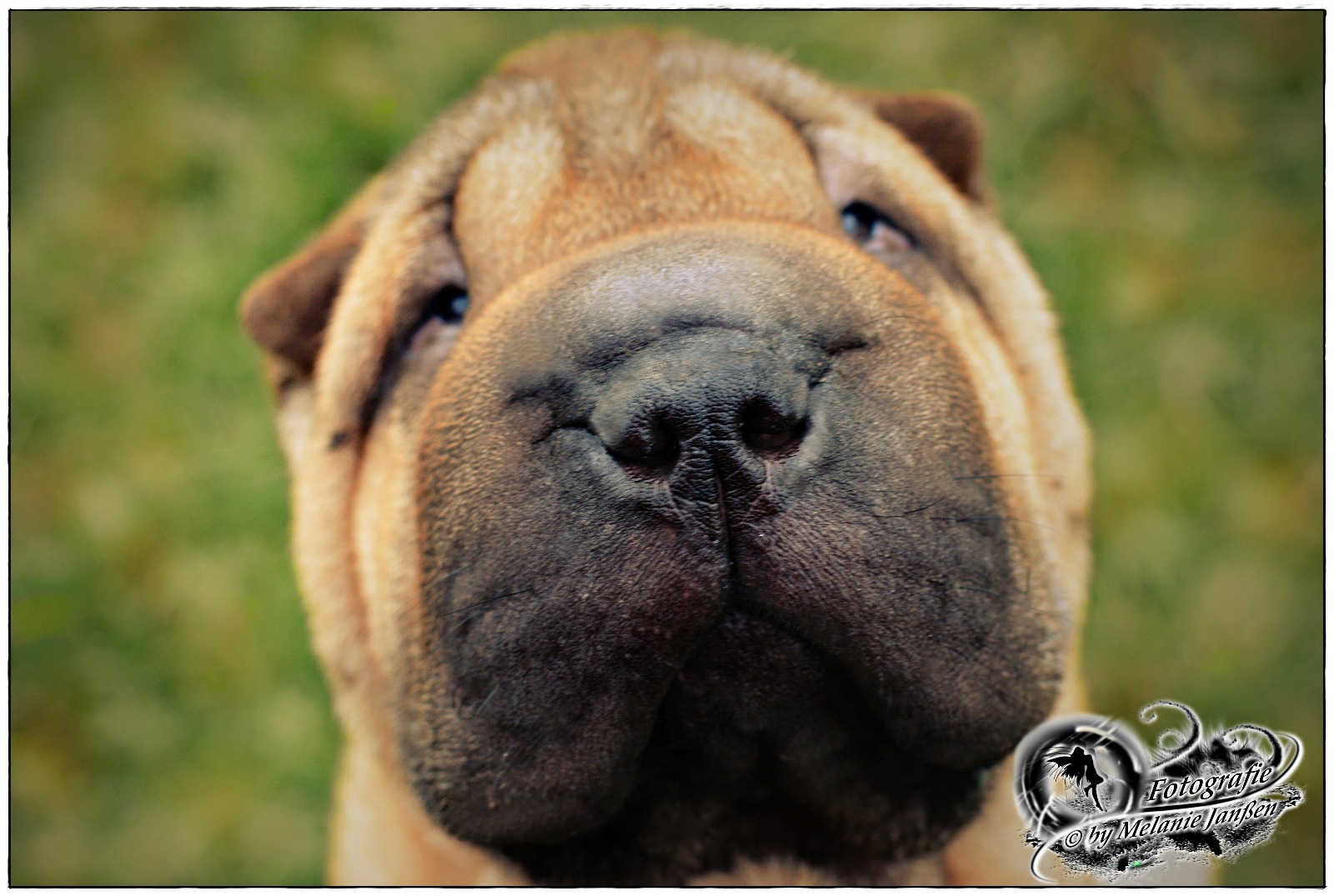 Sharpei Welpe