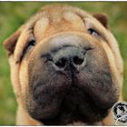 Sharpei Welpe