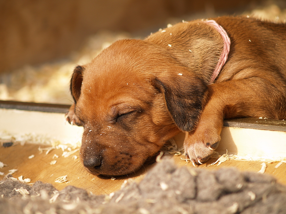 Sharula Ridgeback Puppy B-Wurf