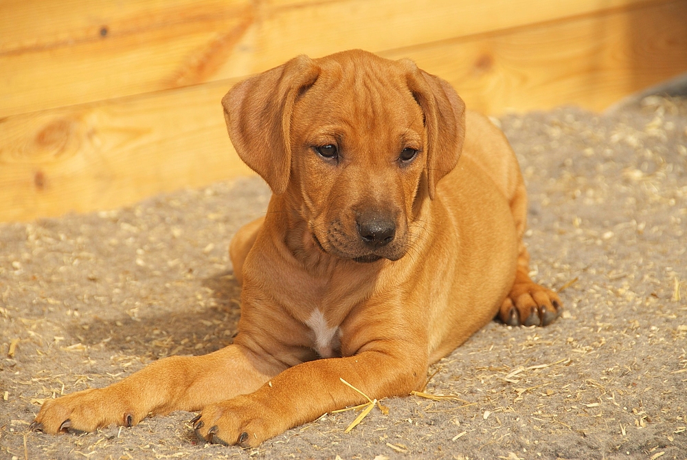 Sharula Ridgeback Puppy Banjoko