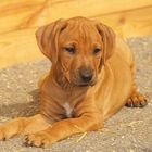 Sharula Ridgeback Puppy Banjoko