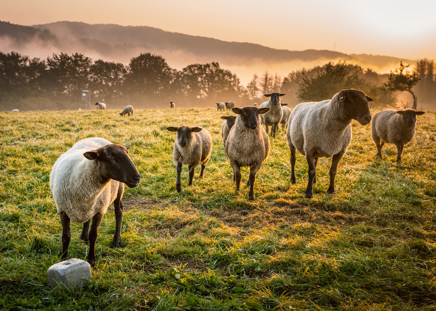 Shaun and his gang II