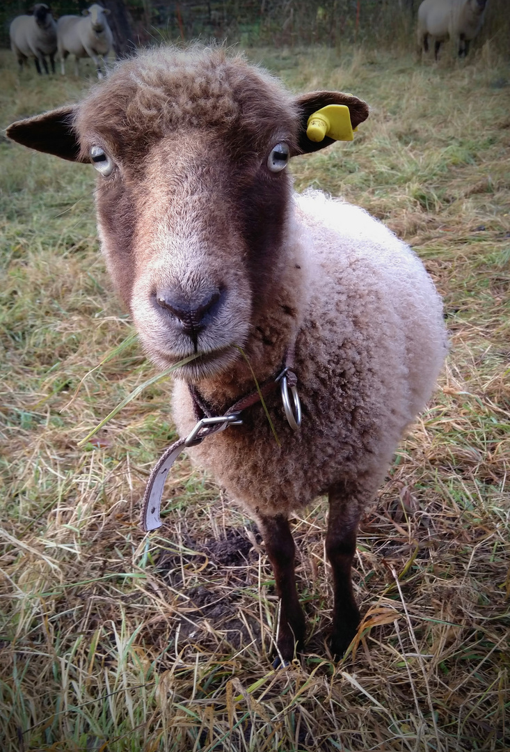 Shaun, das Schaf