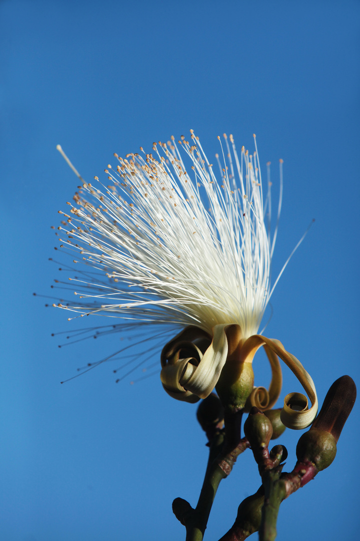 Shaving Brusch Tree Flower - PSEUDOBOMBAX ELLIPTICUM