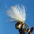 Shaving Brusch Tree Flower - PSEUDOBOMBAX ELLIPTICUM