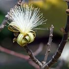 Shaving Brush Tree (Pseudobombax ellipticum)