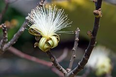 Shaving Brush Tree (Pseudobombax ellipticum)