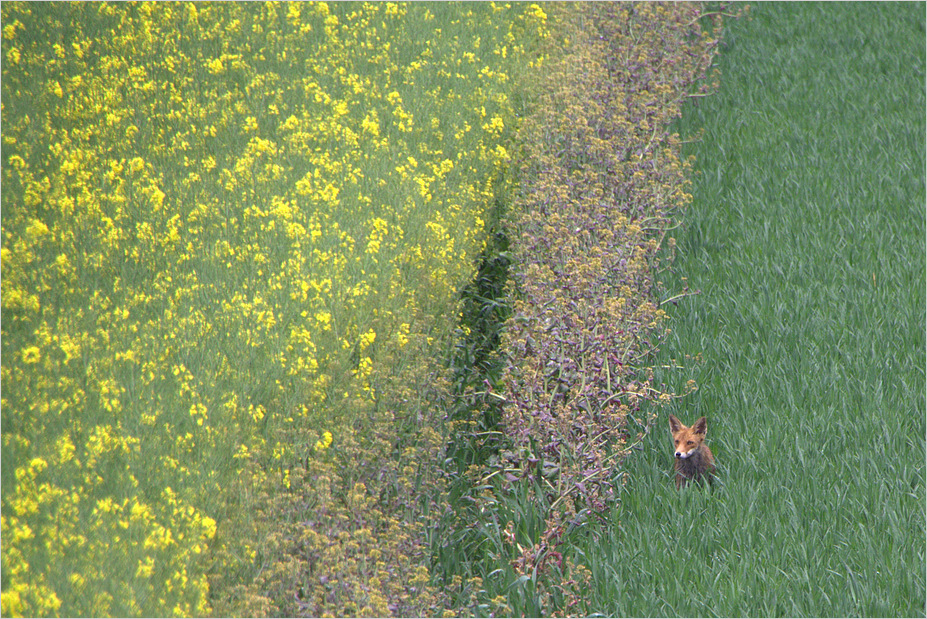 (S)he walked through the corn...