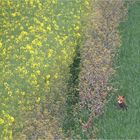 (S)he walked through the corn...