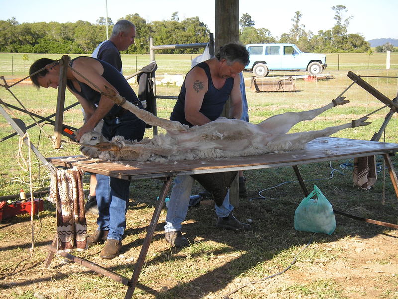 Shearing Alpacas