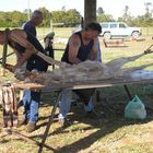 Shearing Alpacas