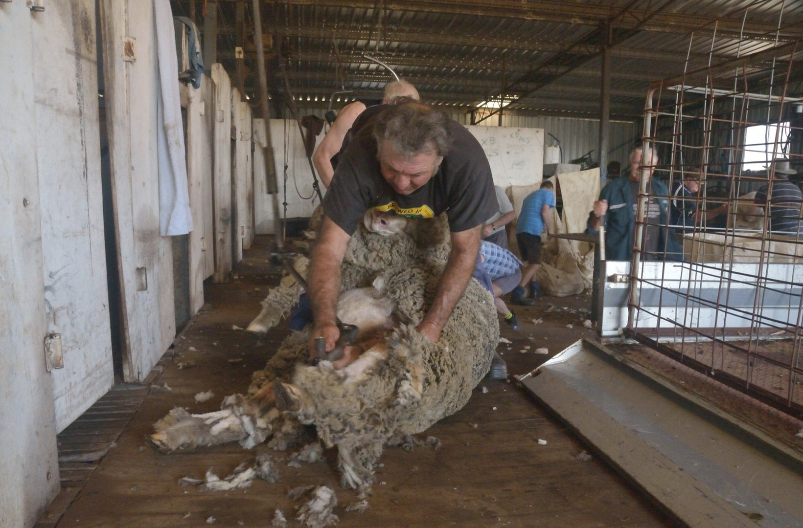 Shearing Shed Collie WA